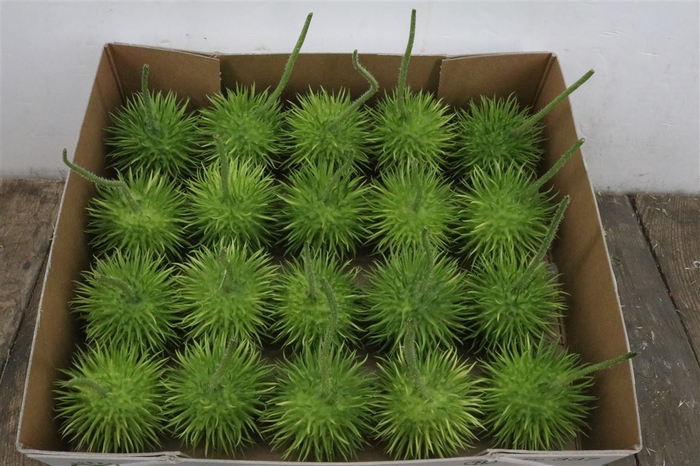 <h4>Sier Cucumis Egel Licht Xxl Hol X20</h4>