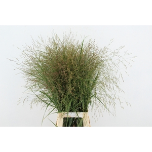 GRAS PANICUM DALLAS BLUES