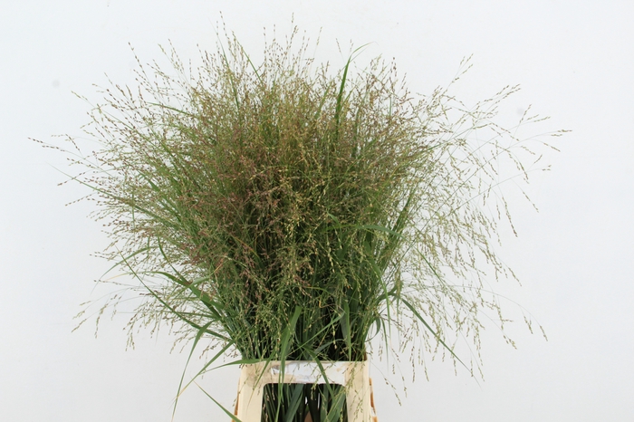 <h4>GRAS PANICUM WARRIOR</h4>