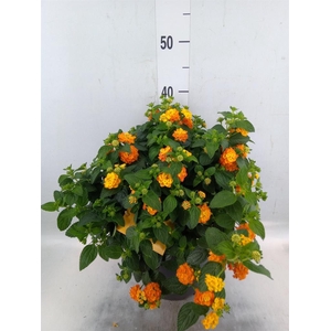 Lantana camara 'Simon Orange'