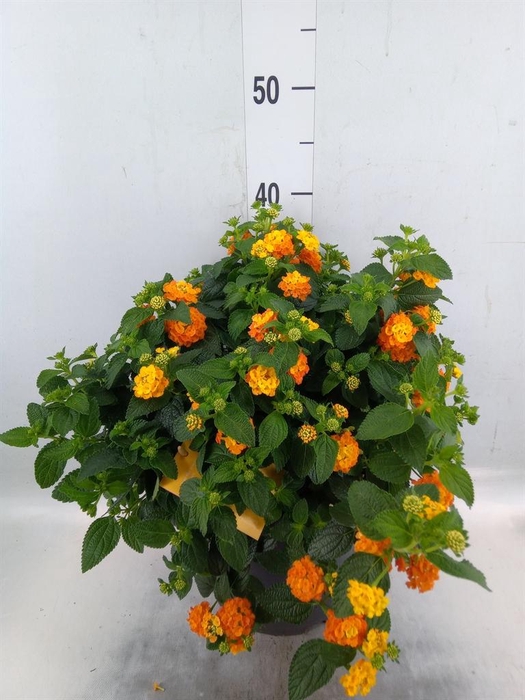 <h4>Lantana camara 'Simon Orange'</h4>