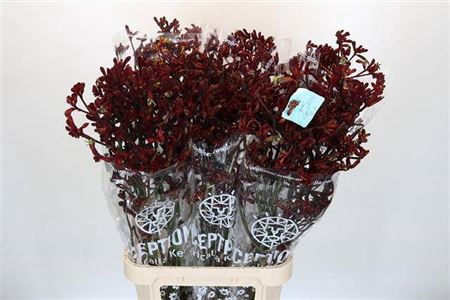 <h4>Anigoz Early Spring</h4>