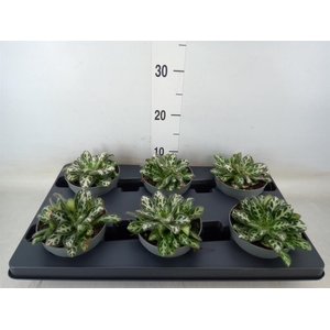 Planten Groen   ...L%