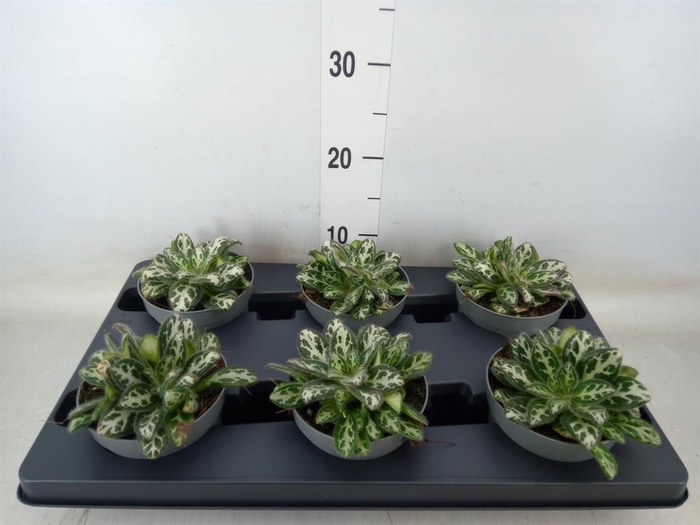 <h4>Planten Groen ...L%</h4>