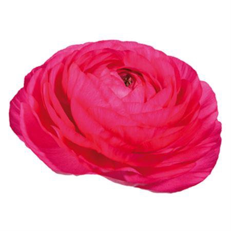 <h4>Ran Succ Charleston Rosa</h4>