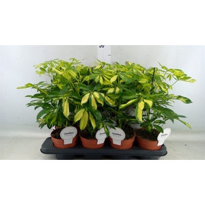 Schefflera arbor. 'Gerda'