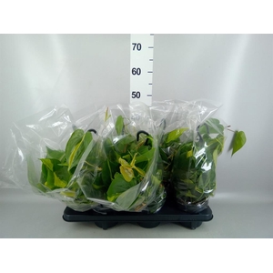 Philodendron scand. 'Brasil'