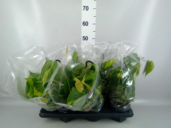 <h4>Philodendron scand. 'Brasil'</h4>