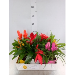 Arr.  Bromelia L%