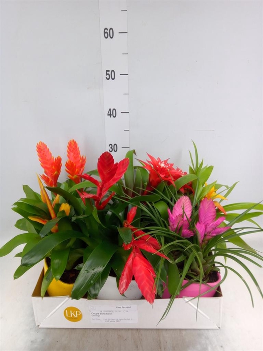 <h4>Arr. Bromelia L%</h4>