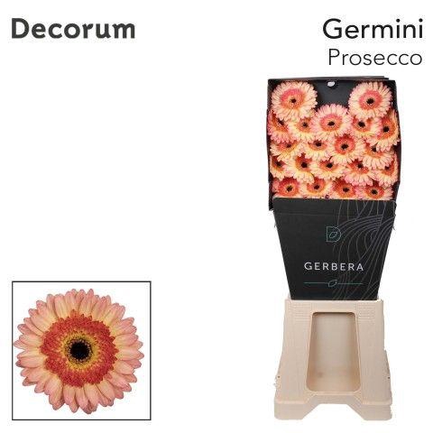 <h4>GE MI PROSECCO Emmer X60 met hoes</h4>