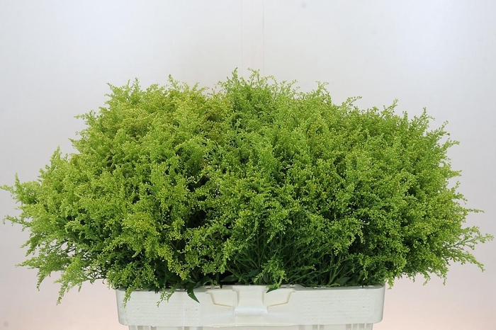 <h4>SOLI BAREIGHT</h4>