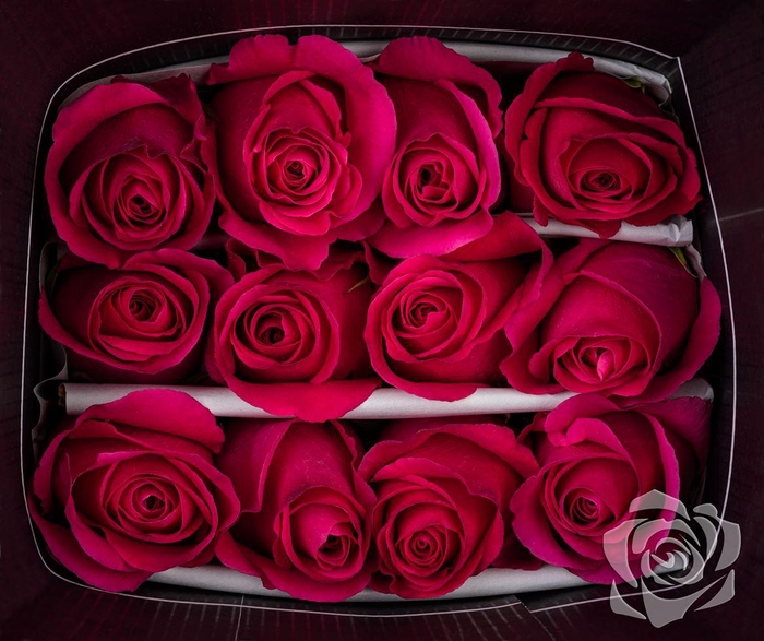 <h4>R GR PINK FLOYD EQ</h4>