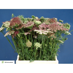DAUCUS CAROTA DARA