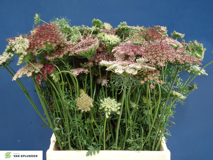 <h4>DAUCUS CAROTA DARA</h4>