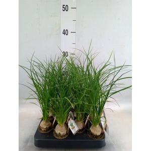 Beaucarnea recurvata