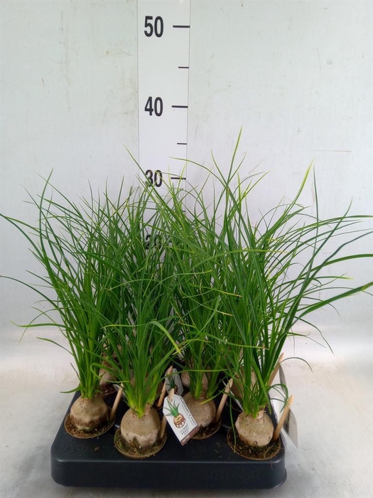 <h4>Beaucarnea recurvata</h4>