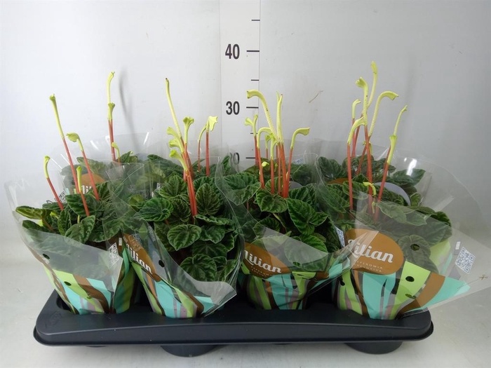 <h4>Peperomia caperata 'Lilian'</h4>