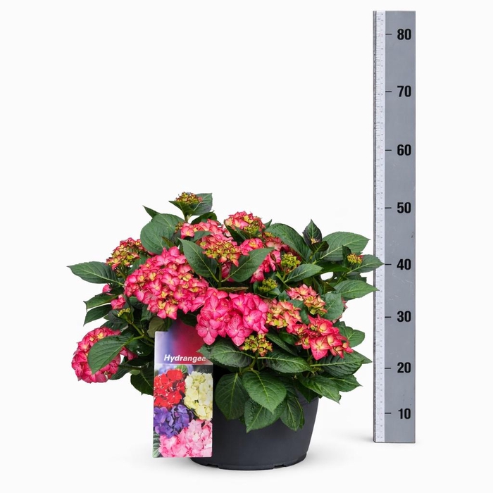 <h4>HYDR M HI FIRE</h4>