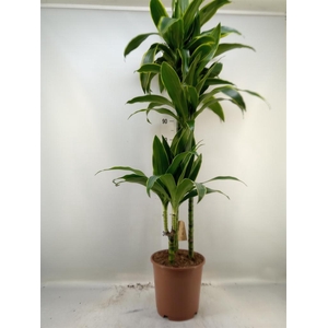 Dracaena fr de 'Art'