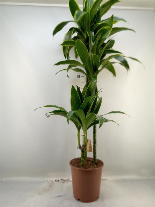 <h4>Dracaena fr de 'Art'</h4>
