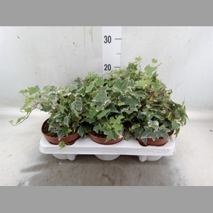 Hedera helix 'Eva'