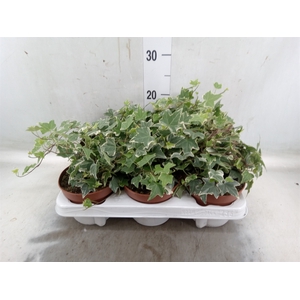 Hedera helix 'Eva'