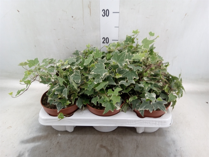 <h4>Hedera helix 'Eva'</h4>