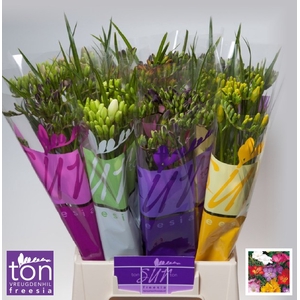Freesia bq x10 mix + leaf
