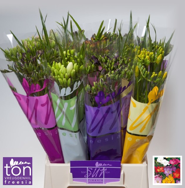 <h4>Freesia bq x10 mix + leaf</h4>