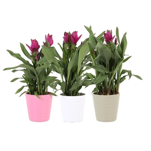 KP-809.6 - Curcuma Sublime 12cm in keramiek