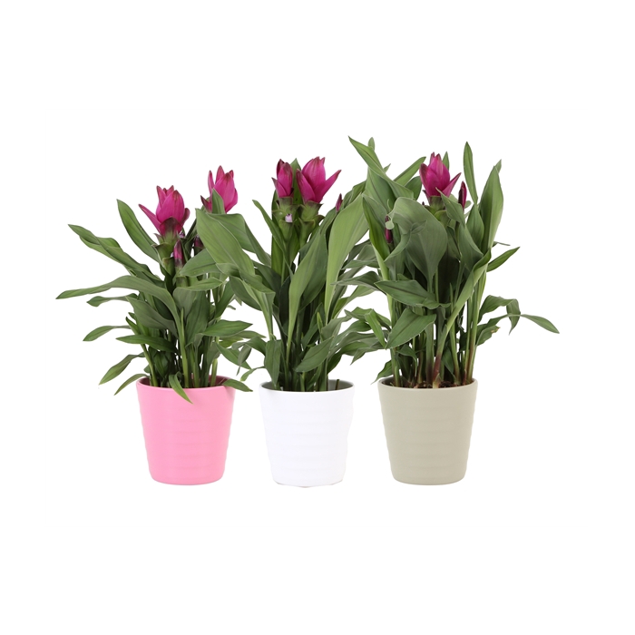 <h4>KP-809.6 - Curcuma Sublime 12cm in keramiek</h4>
