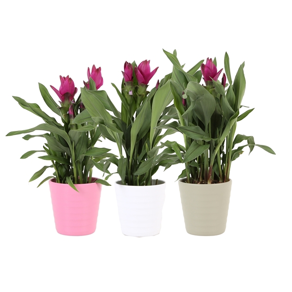 KP-809.6 - Curcuma Sublime 12cm in keramiek