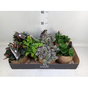 Planten Groen   ...mix  3