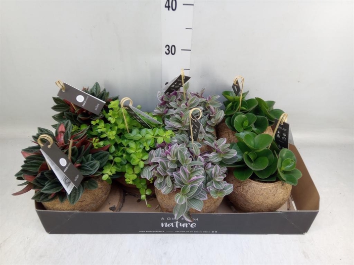 <h4>Planten Groen ...mix 3</h4>