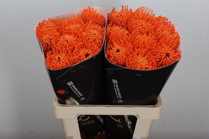 <h4>Protea Leuco Ov</h4>