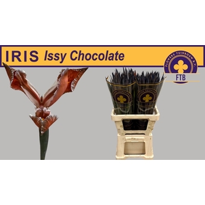 IRIS OV  CHOCLATE