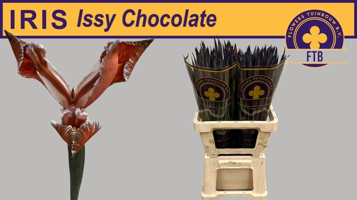 <h4>IRIS OV CHOCLATE</h4>