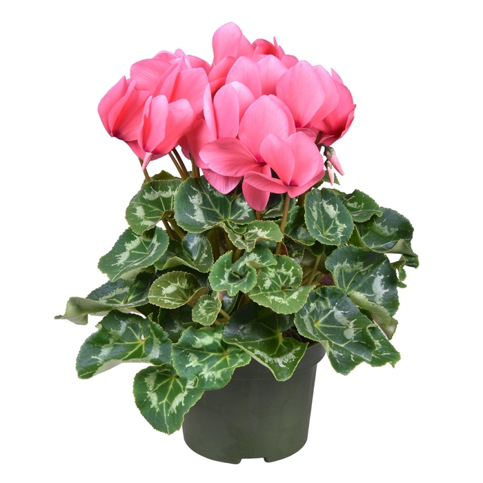 <h4>Cyclamen grootbl. ROZE</h4>