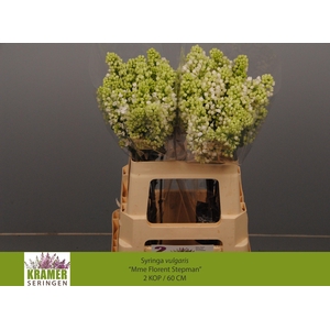 SYR V MME FL STEPMAN