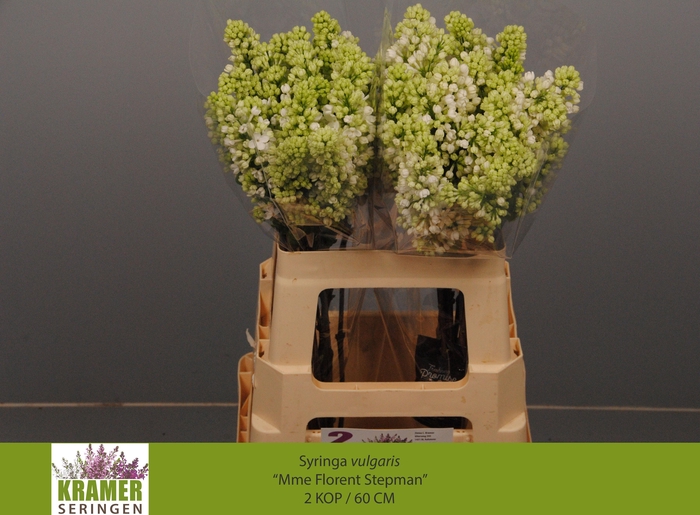 <h4>SYR V MME FL STEPMAN</h4>