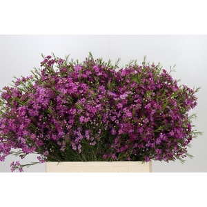 Chamelaucium Free Spirit
