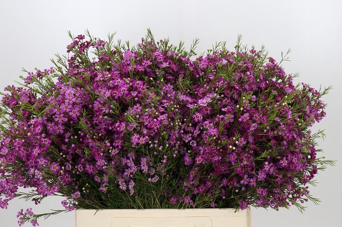 <h4>Chamelaucium Free Spirit</h4>