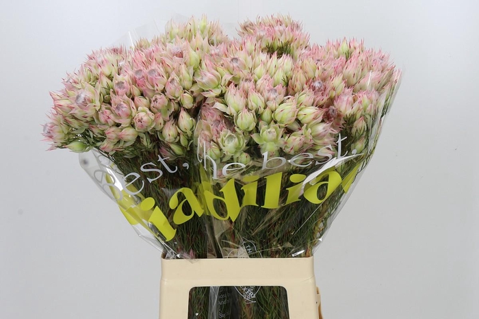 <h4>Blushing Bride Bridal Pink</h4>