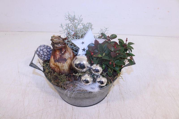 <h4>ARR HIPPEASTRUM</h4>