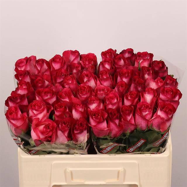 <h4>R GR NICOLETTA</h4>