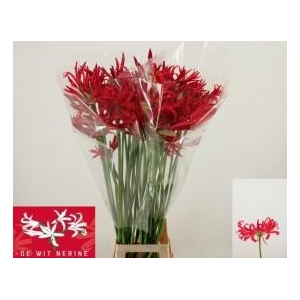 Nerine artistiek desi