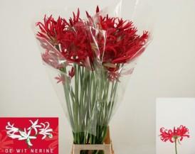 <h4>Nerine artistiek desi</h4>