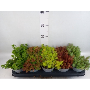 Sedum ...