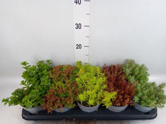 <h4>Sedum   ...</h4>